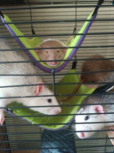 Содержание