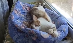 Котенок Сава 