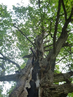 Шестнадцать родников и дуб Никита