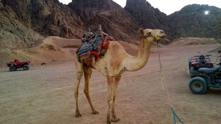 Египет, Шарм-эль-Шейх - 2023г.