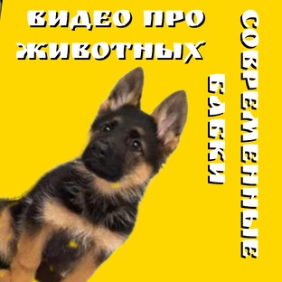 видео про животных 