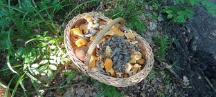 Грибная кулинария