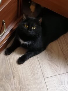 Хвостики друзей