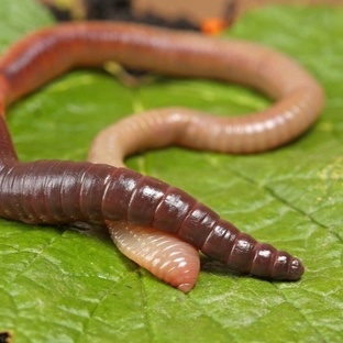 Черви дождевые: маленькие герои под землёй