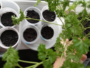 Сад на подоконнике 🪴🌱
