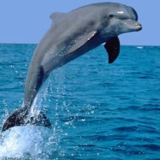 Дельфины: разум океана, который знает больше нас