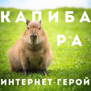 Капибара. Интернет - герой
