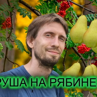 Необычные прививки деревьев
