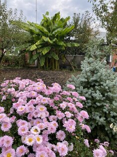 Сад, дом, огород