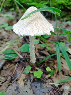 Вдохновение,эстетика