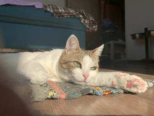 МОИ КОШКИ