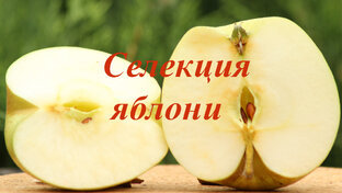 Селекция яблони
