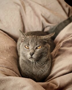 Приветы из дома