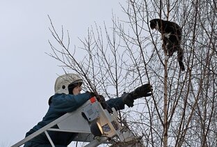 Спасение животных