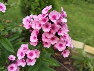 Флоксы нашего сада