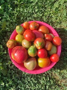 Дачные заметки