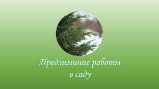 Предзимние и зимние работы в саду