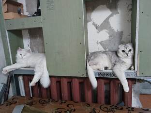 Кот- кокос