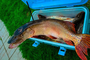Как лучше сохранить рыбу во время рыбалки