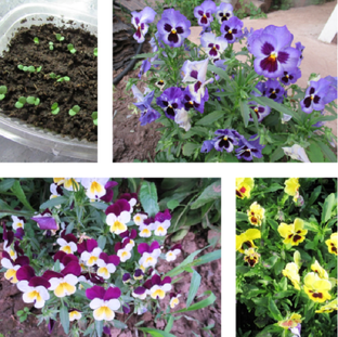 Виола, анютины глазки