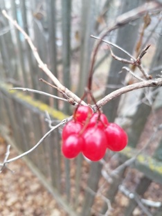 Истории юной дачницы