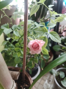 Быт Растений