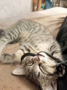Котька