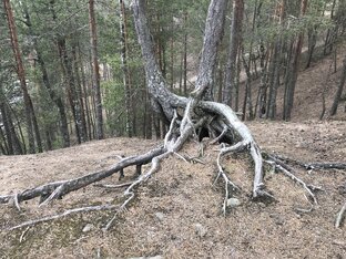 Гора смерти Приморский район СПб 