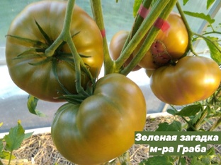 ЗЕЛЕНЫЕ