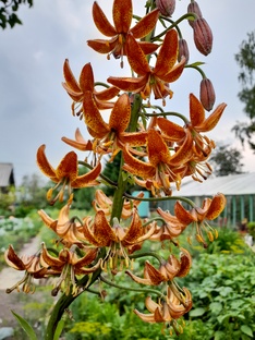 Цветок дня 2025