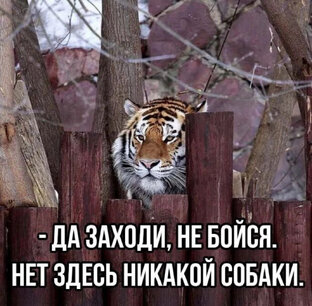 😁🔥☀️😉🦁