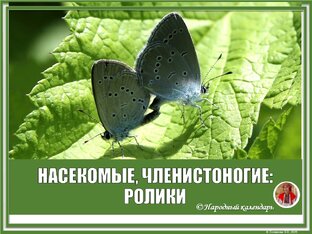 НАСЕКОМЫЕ, ЧЛЕНИСТОНОГИЕ: РОЛИКИ