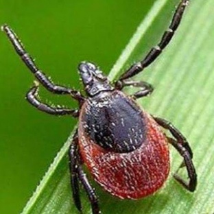 Клещ: маленький, но опасный. Всё, что нужно знать