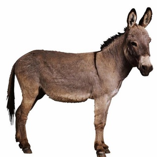 Осёл: не просто упрямый — он гений выживания