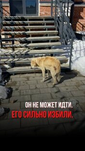 Спасение Финика