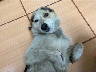 Рокс | Рана, которая никогда не заживет...