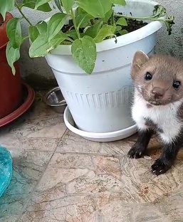 Наш замечательный четвероногий сосед Арсений 