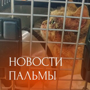 Новости Пальмы