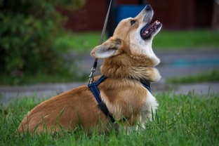 Хвостатые поправки