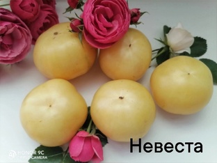 БЕЛЫЕ