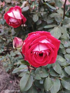 Пять дуэтов с Леонидом Бродским