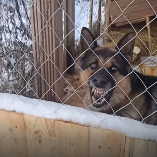 Рекс или история перевоспитания агрессивной собаки