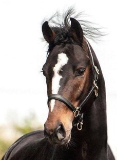 Экспертные исследования