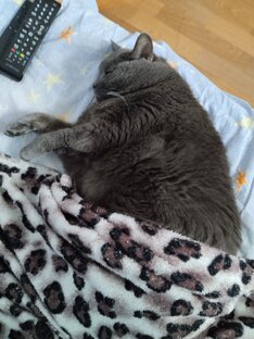 Котики