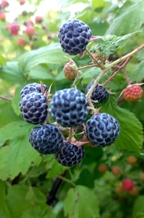 Что растёт у меня в саду.