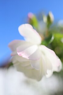 САДОВАЯ ФОТОТЕМА