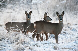 О братьях наших меньших