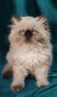 Экзоты Котята