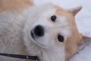 Мой ласковый и нежный зверь