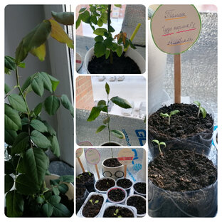 Огород на подоконнике🍅🌶️🥒🍓